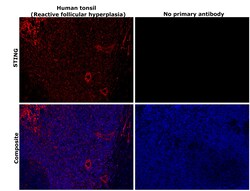 Invitrogen STING Monoclonal Antibody (OTI4H1) 100 &mu;L; Unconjugated:Antibodies,