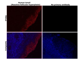 Invitrogen STING Monoclonal Antibody (OTI4H1) 100 &mu;L; Unconjugated:Antibodies,