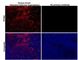 Invitrogen STING Monoclonal Antibody (OTI4H1) 100 &mu;L; Unconjugated:Antibodies,