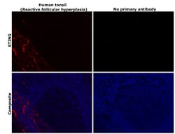 Invitrogen STING Monoclonal Antibody (OTI4H1) 100 &mu;L; Unconjugated:Antibodies,