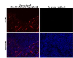 Invitrogen STING Monoclonal Antibody (OTI4H1) 100 &mu;L; Unconjugated:Antibodies,