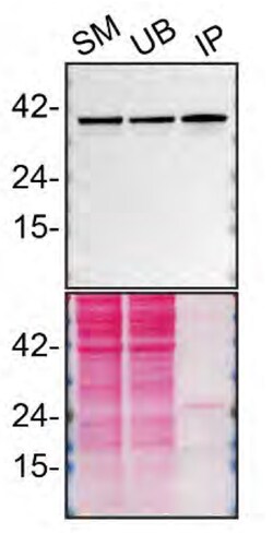 Invitrogen STING Monoclonal Antibody (OTI4H1) 100 &mu;L; Unconjugated:Antibodies,