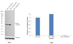 Invitrogen STING Monoclonal Antibody (OTI4H1) 100 &mu;L; Unconjugated:Antibodies,