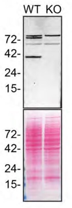 Invitrogen STING Monoclonal Antibody (OTI4H1) 100 &mu;L; Unconjugated:Antibodies,
