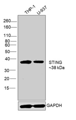 Invitrogen STING Monoclonal Antibody (OTI4H1) 100 &mu;L; Unconjugated:Antibodies,
