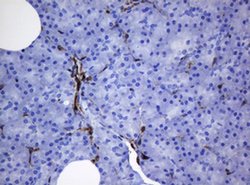 Invitrogen STING Monoclonal Antibody (OTI4H1) 100 &mu;L; Unconjugated:Antibodies,