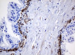 Invitrogen STING Monoclonal Antibody (OTI4H1) 100 &mu;L; Unconjugated:Antibodies,
