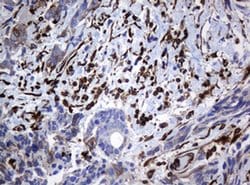 Invitrogen STING Monoclonal Antibody (OTI4H1) 100 &mu;L; Unconjugated:Antibodies,