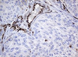 Invitrogen STING Monoclonal Antibody (OTI4H1) 100 &mu;L; Unconjugated:Antibodies,
