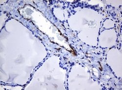 Invitrogen STING Monoclonal Antibody (OTI4H1) 100 &mu;L; Unconjugated:Antibodies,