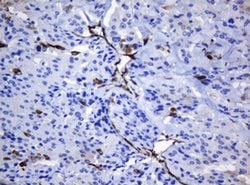Invitrogen STING Monoclonal Antibody (OTI4H1) 100 &mu;L; Unconjugated:Antibodies,