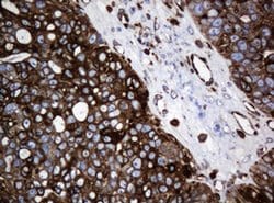 Invitrogen STING Monoclonal Antibody (OTI4H1) 100 &mu;L; Unconjugated:Antibodies,