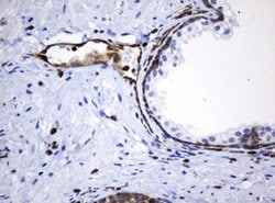 Invitrogen STING Monoclonal Antibody (OTI4H1) 100 &mu;L; Unconjugated:Antibodies,