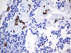 Invitrogen STING Monoclonal Antibody (OTI4H1) 100 &mu;L; Unconjugated:Antibodies,