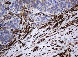 Invitrogen STING Monoclonal Antibody (OTI4H1) 100 &mu;L; Unconjugated:Antibodies,