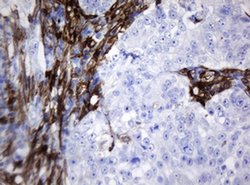 Invitrogen STING Monoclonal Antibody (OTI4H1) 100 &mu;L; Unconjugated:Antibodies,