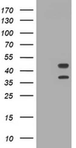 Invitrogen STING Monoclonal Antibody (OTI4H1) 100 &mu;L; Unconjugated:Antibodies,