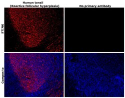 Invitrogen STING Monoclonal Antibody (OTI4E12) 100 &mu;L; Unconjugated:Antibodies,