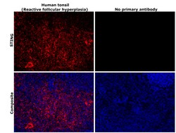 Invitrogen STING Monoclonal Antibody (OTI4E12) 100 &mu;L; Unconjugated:Antibodies,