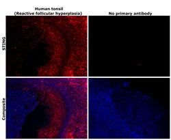 Invitrogen STING Monoclonal Antibody (OTI4E12) 100 &mu;L; Unconjugated:Antibodies,