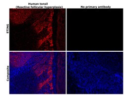 Invitrogen STING Monoclonal Antibody (OTI4E12) 100 &mu;L; Unconjugated:Antibodies,