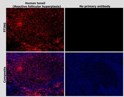 Invitrogen STING Monoclonal Antibody (OTI4E12) 100 &mu;L; Unconjugated:Antibodies,