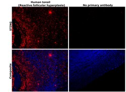 Invitrogen STING Monoclonal Antibody (OTI4E12) 100 &mu;L; Unconjugated:Antibodies,