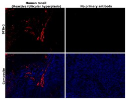 Invitrogen STING Monoclonal Antibody (OTI4E12) 100 &mu;L; Unconjugated:Antibodies,