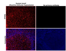 Invitrogen STING Monoclonal Antibody (OTI4E12) 100 &mu;L; Unconjugated:Antibodies,