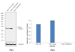 Invitrogen STING Monoclonal Antibody (OTI4E12) 100 &mu;L; Unconjugated:Antibodies,