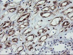 Invitrogen STING Monoclonal Antibody (OTI4E12) 100 &mu;L; Unconjugated:Antibodies,