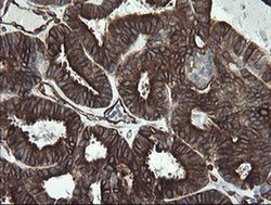 Invitrogen STING Monoclonal Antibody (OTI4E12) 100 &mu;L; Unconjugated:Antibodies,
