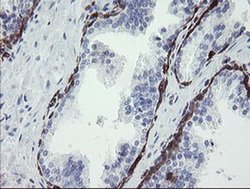 Invitrogen STING Monoclonal Antibody (OTI4E12) 100 &mu;L; Unconjugated:Antibodies,