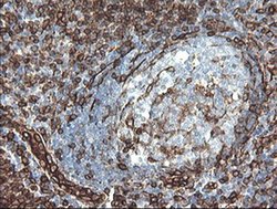 Invitrogen STING Monoclonal Antibody (OTI4E12) 100 &mu;L; Unconjugated:Antibodies,