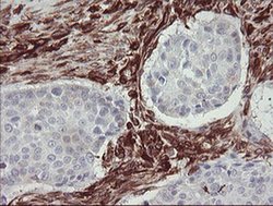 Invitrogen STING Monoclonal Antibody (OTI4E12) 100 &mu;L; Unconjugated:Antibodies,