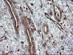 Invitrogen STING Monoclonal Antibody (OTI4E12) 100 &mu;L; Unconjugated:Antibodies,