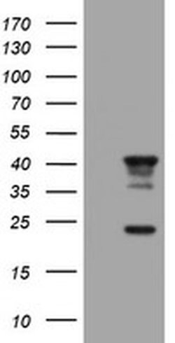 Invitrogen STING Monoclonal Antibody (OTI4E12) 100 &mu;L; Unconjugated:Antibodies,