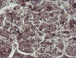 TSC22D1 Monoclonal Antibody (OTI1A5), Invitrogen 100 &mu;L; Unconjugated:Antibodies,