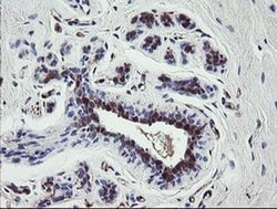 TSC22D1 Monoclonal Antibody (OTI1A5), Invitrogen 100 &mu;L; Unconjugated:Antibodies,