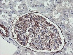TSC22D1 Monoclonal Antibody (OTI1A5), Invitrogen 100 &mu;L; Unconjugated:Antibodies,
