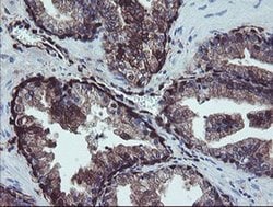 TSC22D1 Monoclonal Antibody (OTI1A5), Invitrogen 100 &mu;L; Unconjugated:Antibodies,