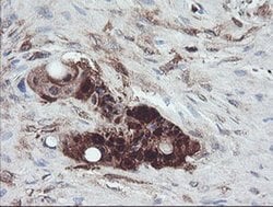 TSC22D1 Monoclonal Antibody (OTI1A5), Invitrogen 100 &mu;L; Unconjugated:Antibodies,