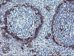 TSC22D1 Monoclonal Antibody (OTI1A5), Invitrogen 100 &mu;L; Unconjugated:Antibodies,