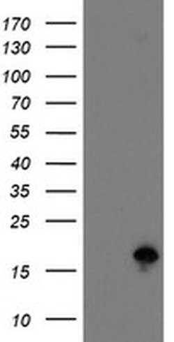 TSC22D1 Monoclonal Antibody (OTI1A5), Invitrogen 100 &mu;L; Unconjugated:Antibodies,