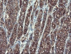 Invitrogen TSC22D1 Monoclonal Antibody (OTI3B7) 100 &mu;L; Unconjugated:Antibodies,