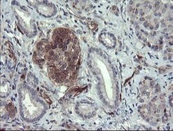 Invitrogen TSC22D1 Monoclonal Antibody (OTI3B7) 100 &mu;L; Unconjugated:Antibodies,