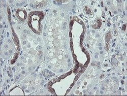 Invitrogen TSC22D1 Monoclonal Antibody (OTI3B7) 100 &mu;L; Unconjugated:Antibodies,