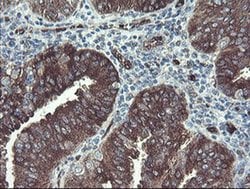 Invitrogen TSC22D1 Monoclonal Antibody (OTI3B7) 100 &mu;L; Unconjugated:Antibodies,