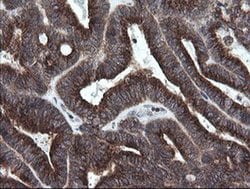 Invitrogen GORAB Monoclonal Antibody (OTI4F11) 100 &mu;L; Unconjugated:Antibodies,