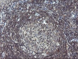Invitrogen GORAB Monoclonal Antibody (OTI4F11) 100 &mu;L; Unconjugated:Antibodies,